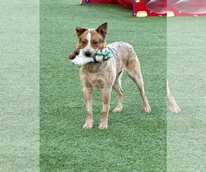 Mutt Dogs for adoption in Garden City, NY, USA