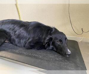 Border Collie-Golden Retriever Mix Dogs for adoption in Santa Cruz, CA, USA