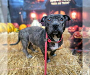 American Pit Bull Terrier-Unknown Mix Dogs for adoption in Long Beach, CA, USA