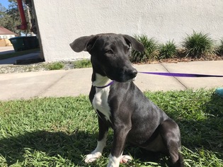 Lab-Pointer Dogs for adoption in Sanford, FL, USA