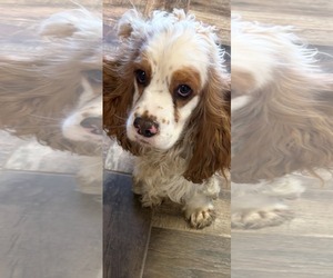Cocker Spaniel Dogs for adoption in Royal Palm Beach, FL, USA
