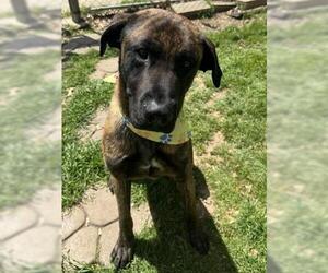 Dutch Shepherd -Unknown Mix Dogs for adoption in Tulsa, OK, USA
