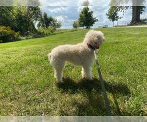 Poodle (Miniature) Dogs for adoption in Hillsdale, IN, USA