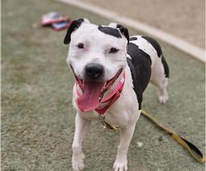 American Pit Bull Terrier-Unknown Mix Dogs for adoption in Las Vegas, NV, USA