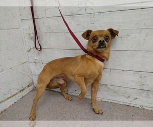 Chihuahua-Unknown Mix Dogs for adoption in San Bernardino, CA, USA