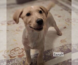 Labrador Retriever-Unknown Mix Dogs for adoption in SHERBURNE, NY, USA