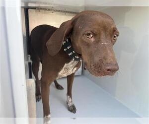 German Shorthaired Lab Dogs for adoption in Houston, TX, USA