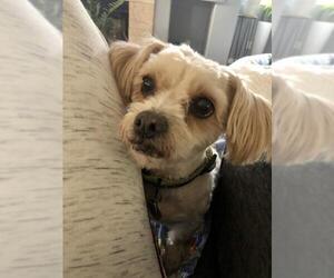 Shih Tzu Dogs for adoption in CHANDLER, AZ, USA