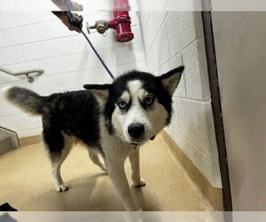 Siberian Husky Dogs for adoption in Derwood, MD, USA