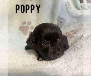 Shih Tzu-Unknown Mix Dogs for adoption in Newfield, NJ, USA
