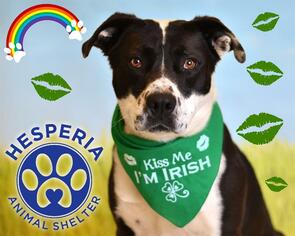 Texas Heeler Dogs for adoption in HESPERIA, CA, USA