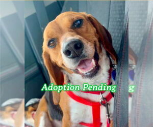 Beagle Dogs for adoption in Dunnellon, FL, USA