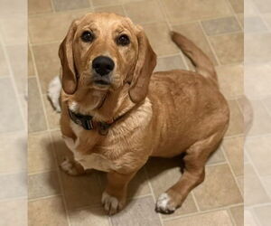 Bassetdor Dogs for adoption in Petaluma, CA, USA