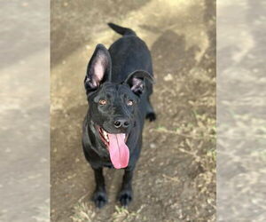German Shepherd Dog-Unknown Mix Dogs for adoption in Riverside, CA, USA