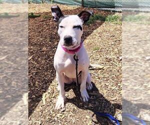 Mutt Dogs for adoption in Waterford, VA, USA
