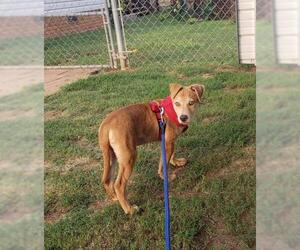 Australian Retriever Dogs for adoption in Scottsboro, AL, USA