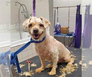 Zuchon Dogs for adoption in Augusta, GA, USA