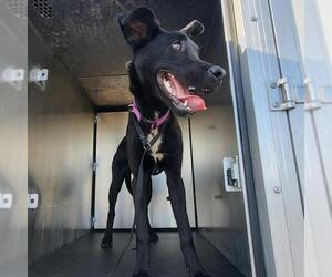 Labrador Retriever-Unknown Mix Dogs for adoption in San Antonio, TX, USA