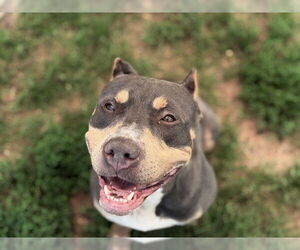 American Pit Bull Terrier Dogs for adoption in Tulsa, OK, USA