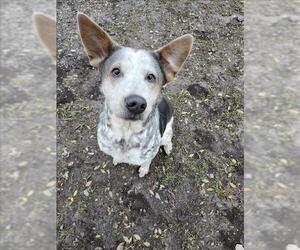 Mutt Dogs for adoption in Conroe, TX, USA