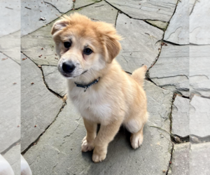 Golden Retriever-Unknown Mix Dogs for adoption in Rockville, MD, USA