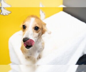 Pembroke Welsh Corgi Dogs for adoption in Studio City, CA, USA