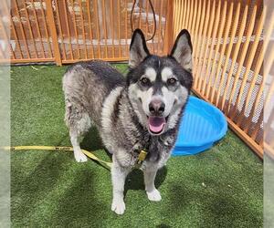 Alaskan Malamute-Unknown Mix Dogs for adoption in Las Vegas, NV, USA