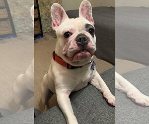 French Bulldog Dogs for adoption in Gulfport, MI, USA