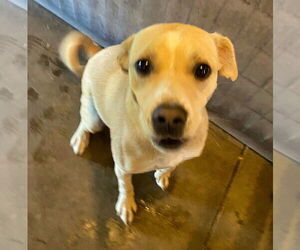 Beagle-Unknown Mix Dogs for adoption in Minneapolis, MN, USA