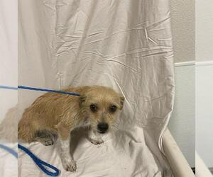 Mutt Dogs for adoption in Modesto, CA, USA