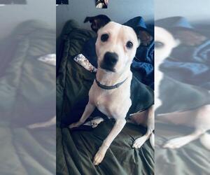 American Staffordshire Terrier Dogs for adoption in San Antonio, TX, USA