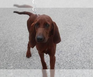 Redbone Coonhound Dogs for adoption in New York, NY, USA