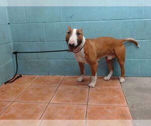 Miniature Bull Terrier Dogs for adoption in Downey, CA, USA