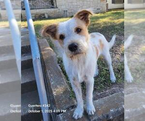 Mutt Dogs for adoption in San Antonio, TX, USA