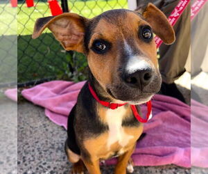 Carolina Dog-Unknown Mix Dogs for adoption in Canton, CT, USA