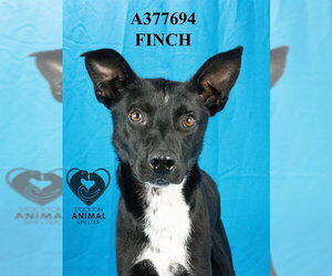 Australian Kelpie Dogs for adoption in Stockton, CA, USA