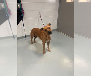 American Pit Bull Terrier-Unknown Mix Dogs for adoption in St. Cloud, FL, USA