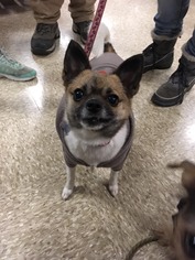 Chiranian Dogs for adoption in Poughkeepsie, GA, USA
