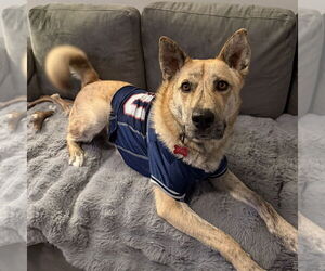 Siberian Husky-Unknown Mix Dogs for adoption in Boston, MA, USA
