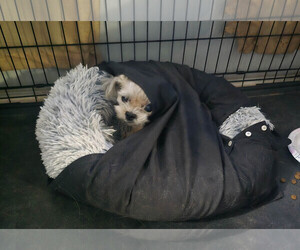 Mutt Dogs for adoption in Spring, TX, USA