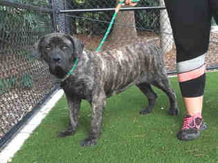 Presa Canario Dogs for adoption in Raleigh, NC, USA