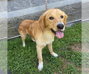 Golden Retriever-Unknown Mix Dogs for adoption in Long Beach, CA, USA