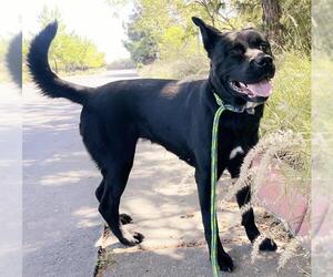 American Pit Bull Terrier-Chow Chow Mix Dogs for adoption in Sacramento, CA, USA