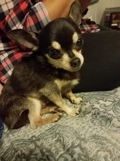 Chihuahua Dogs for adoption in Forest, VA, USA