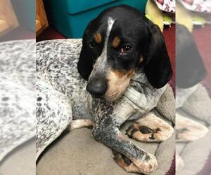 Bluetick Coonhound Dogs for adoption in Poplar Bluff, MO, USA