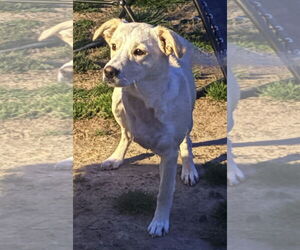 Mutt Dogs for adoption in Royal Palm Beach, FL, USA