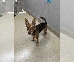 German Shepherd Dog-Unknown Mix Dogs for adoption in Las Vegas, NV, USA