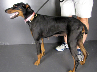 Doberman Pinscher Dogs for adoption in Minneapolis, MN, USA