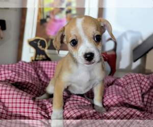 Chiweenie Dogs for adoption in Fresno, CA, USA