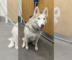 Siberian Husky Dogs for adoption in Forestville, MD, USA